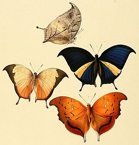 Ilustração de William Chapman Hewitson (1856), contendo C. electra[1] (ex Anaea electra; acima e à esquerda)[2], C. panariste[3][4] (ex Anaea panariste; à direita)[2] e Zaretis syene (ex Anaea syene; abaixo).[2]