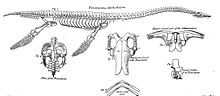 As this illustration shows, Conybeare by 1824 had gained a basically correct understanding of plesiosaur anatomy. Conybeare Plesiosaur 1824.jpg