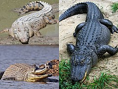 Vasakul üleval harikrokodill (Crocodylus porosus), paremal ameerika alligaator (Alligator mississippiensis), all vasakul gaavial (Gavialis ganeticus)