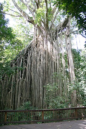 Vorhang-Würgefeige