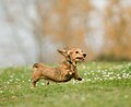 Dachshund running in field