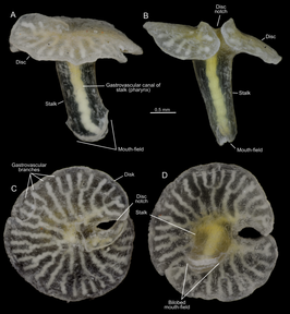 Dendrogramma enigmatica