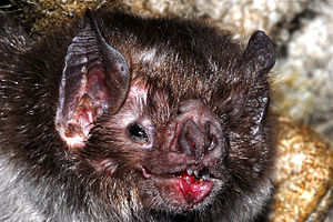 The common vampire bat, Desmodus rotundus (Mam...