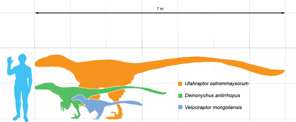 1024px-Dromie_scale.png