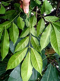 Leaf lower surface