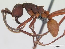 Eciton vagans