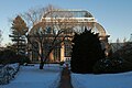 Winter silhouette of RBGE 'Pinnato-ramosa'