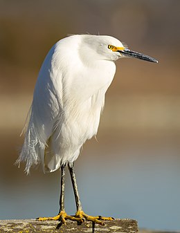 Egretta thula at Las Gallinas Wildlife Ponds (created by Frank Schulenburg; nominated by Alborzagros)