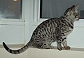 Ebony silver spotted ocicat