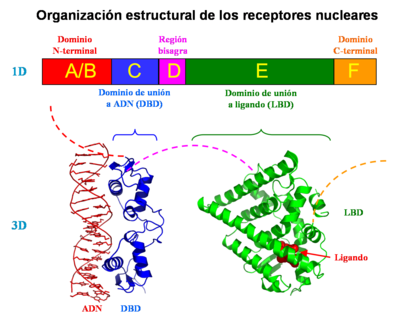 Ejemplos de esteroides biologia