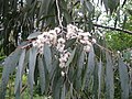 foliage and flowers