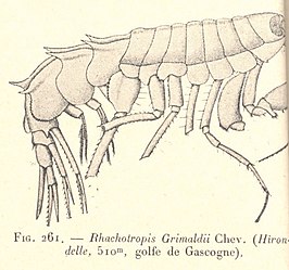 Rhachotropis grimaldii