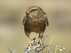 Didysis pelėsakalis (Falco rupicoloides)