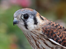 260px Female American Kestrel