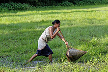 Woman with traditional fish catching device made from bamboo in Assam Fishing Woman.jpg