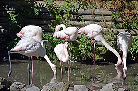 Flamant rose.