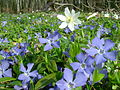 fleurs dans la forêt