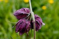 Fleurs de Fritillaria meleagris ou bonnet d'évêque. (sens 3)