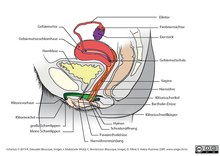 Schematische Zeichnung der Geschlechtsorgane der Frau, Sagittalschnitt