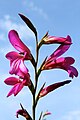 Gladiolus italicus