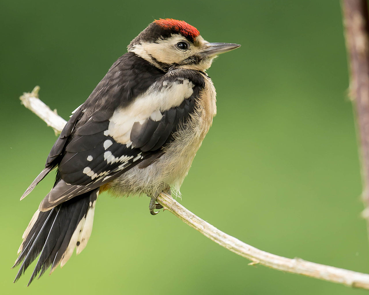 Image result for juvenile greater spotted woodpecker pic
