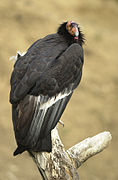 Californische condor (Gymnogyps californianus)
