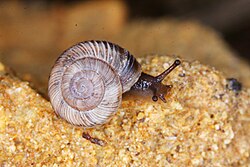 Österreichische Heideschnecke