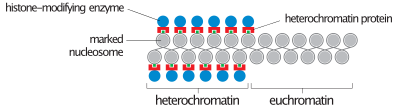 Heterochromatin vs. euchromatin Heterochromatin vs. euchromatin.svg