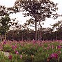 Miniatura para Parque nacional de Pa Hin Ngam