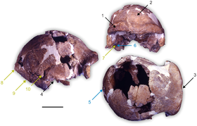 Image illustrative de l’article Infobox Fossile