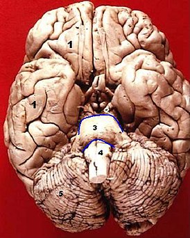 Средний мозг, вид снизу.