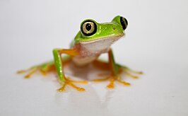 Agalychnis lemur