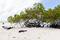 Marine iguanas (Amblyrhynchus cristatus) on the beach at Tortuga Bay.