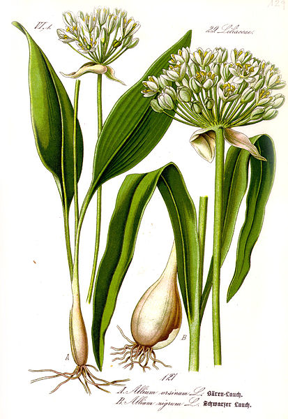 Fichier:Illustration Allium ursinum1.jpg