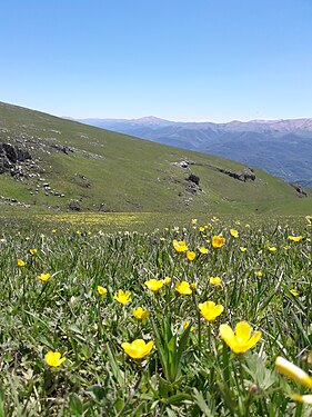 Prairie à Idjevan en mai 2022.