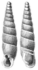 apertural (on the left) and abapertural slender shells