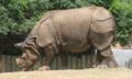 Rinoceronte indio del Zoológico de Búfalo