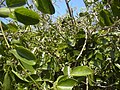 J. didymum subsp. didymum fruit.