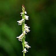 Ladies'-tresses Orchid (Spiranthes sp.), Tyler Co., Texas (11 May 2012)