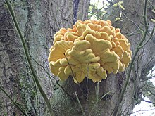 Laetiporus sulphureus Laetiporus sulphureus, Yellow mushroom on old oak tree1.jpg