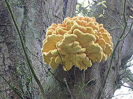 Laetiporus