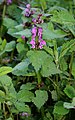 Gefleckte Taubnessel (Lamium maculatum)