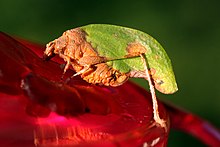 Leaf-mimic katydid (Pycnopalpa bicordata).jpg