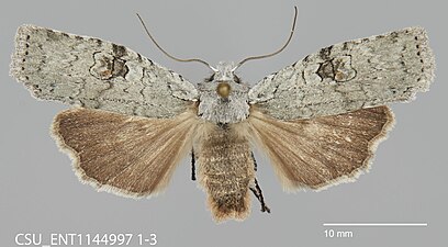 Lithophane viridipallens