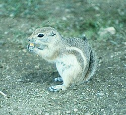 Nelsona antilopvāvere (Ammospermophilus nelsoni)