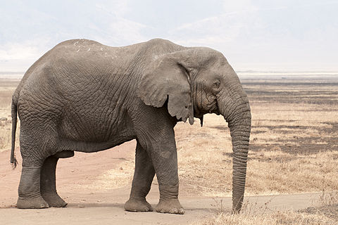 480px-Loxodonta_africana_-_old_bull_%28N