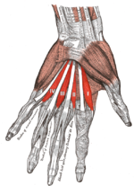 Miniatura para Músculos lumbricales de la mano