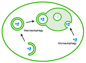 Comparison of the process of macroautophagy ve...
