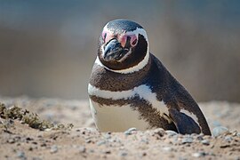 Magellanic penguin