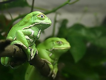 La grenouille Phyllomedusa sauvagii[24]. Arboricole, elle peut atteindre une bonne dizaine de centimètres. Elle apprécie les forêts de bois secs. On la retrouve depuis le grand nord du pays jusqu'à la province de San Luis.